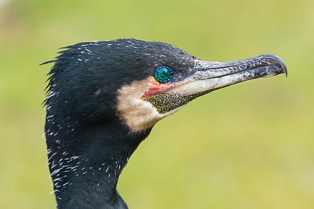 closeup photo of great cormorant bird thumbnail