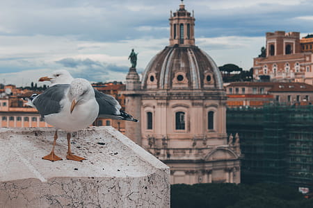 Two Birds Near Dome Building thumbnail