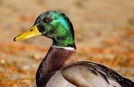 male mallard duck thumbnail