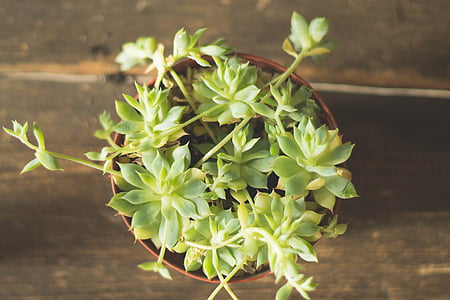 green plant thumbnail