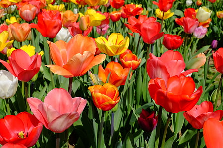 red, pink, and yellow tulip flower field thumbnail