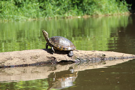 black turtle on rock near body of water during daytime thumbnail