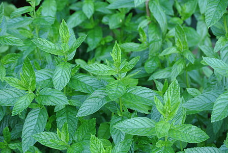 green leaves thumbnail