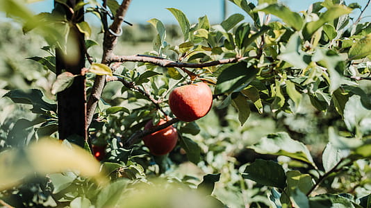 Shallow Focus Photography of Red Fruits thumbnail
