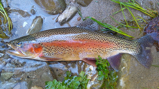 silver, red, and black fish on brown surface thumbnail