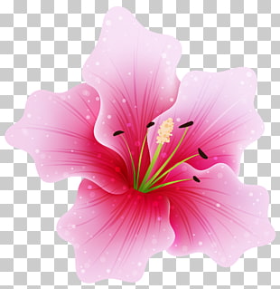 Pink flowers , Large Pink Flower , pink hibiscus flower illustration PNG clipart