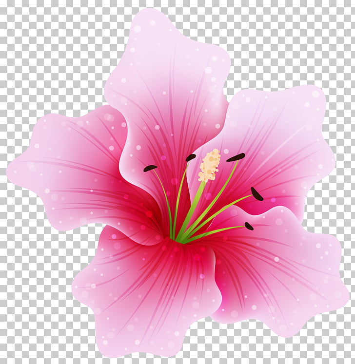 Pink flowers , Large Pink Flower , pink hibiscus flower illustration PNG clipart