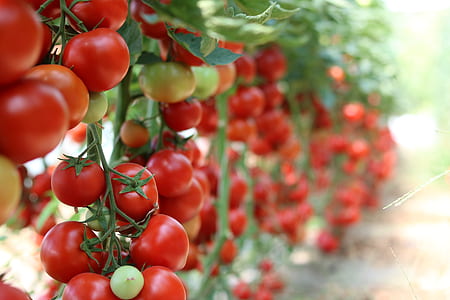 cherry tomatoes thumbnail