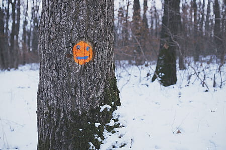 selective focus photography of tree branch with pumpkin painting thumbnail