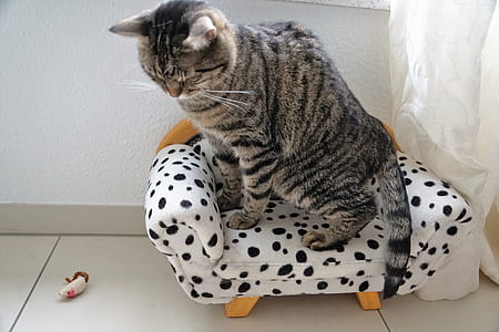 silver tabby cat on polka-dotted seat thumbnail