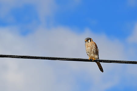 Brown and Black Bird on Black Wire Under White Clouds thumbnail
