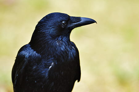 black crow thumbnail