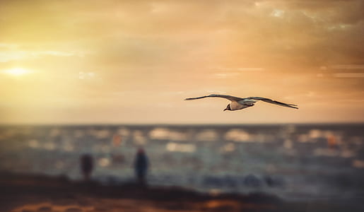 selective focus photography of flying laughing gull thumbnail