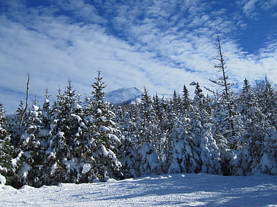 snow covered pine trees under white and blue cloudy sky thumbnail