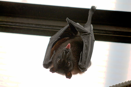 black bat perched on wall thumbnail