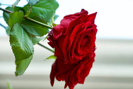 red roses thumbnail