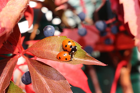 closeup photo of two ladybugs perched on leaf thumbnail