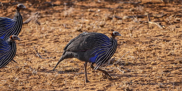 three blue-and-black guinea fowls thumbnail