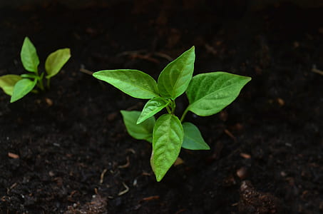green leafed plant thumbnail