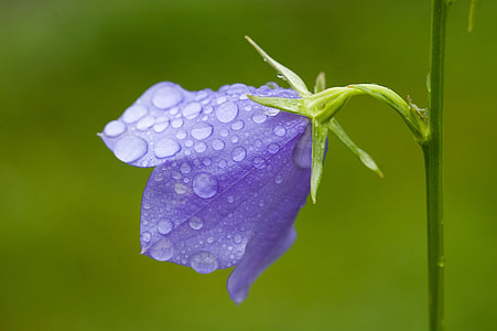 microshot of purple and green flower thumbnail