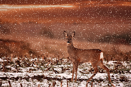 brown deer during snow time thumbnail