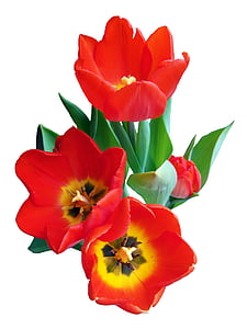 red and yellow flowers thumbnail