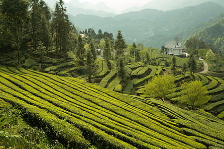 green topiary field thumbnail