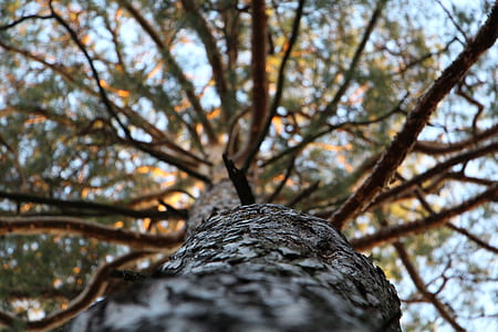 Low Angle Photography of Trees during Daytime thumbnail