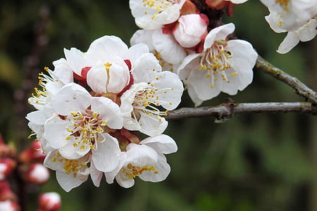 white petaled flowers thumbnail
