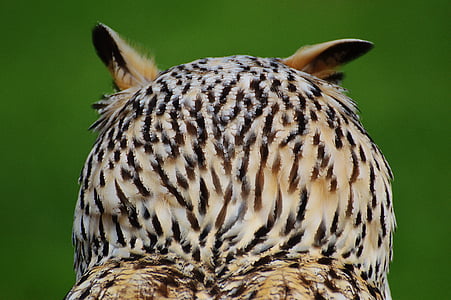 brown and white animal thumbnail