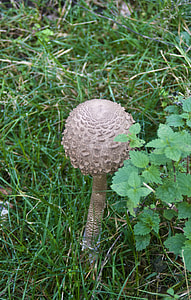 Giant Screen Fungus, Drum Mallets thumbnail