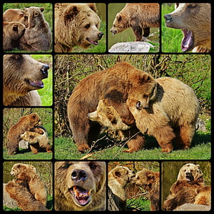 photography of brown bears collage thumbnail