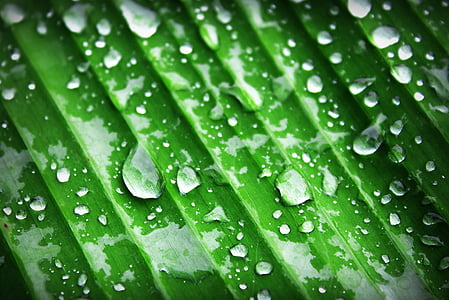 green leaf with water droplets thumbnail