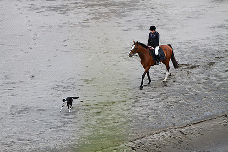 person riding horse with dog running during daytime thumbnail