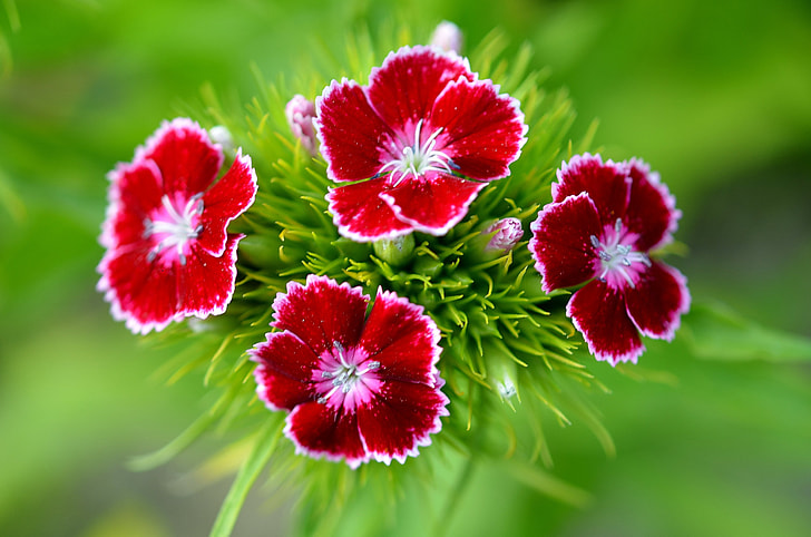 selective focus photography of red petaled flowers