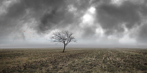 black leafless tree thumbnail