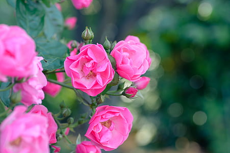 shallow focus photography of pink flowers thumbnail