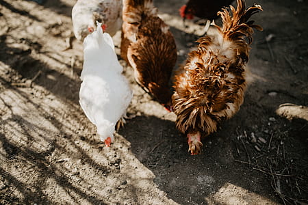 Farm chicken eating seeds thumbnail