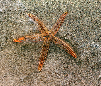 brown starfish on sandy surface during daytime thumbnail