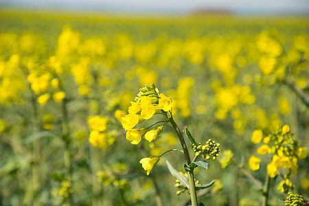 Oilseed Rape, Field Of Rapeseeds thumbnail