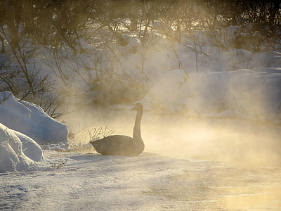 black swan on snowfield thumbnail