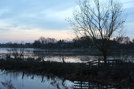 bare tree surround with with water thumbnail