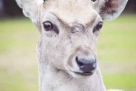 gray buck on grass thumbnail