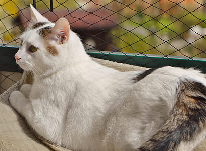cat on cat bed thumbnail