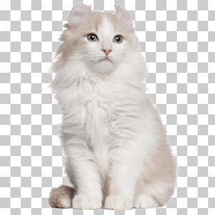 American Curl American Shorthair American Bobtail Bombay Cat