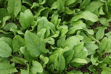 close-up photo of green leaf plants thumbnail