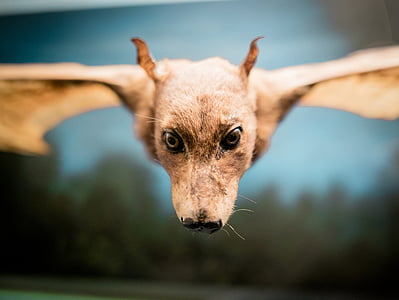 brown bat thumbnail