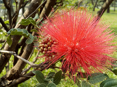 Flowers Thailand thumbnail
