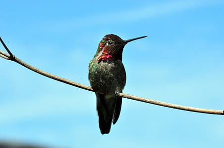 green hummingbird selective-focus photography thumbnail