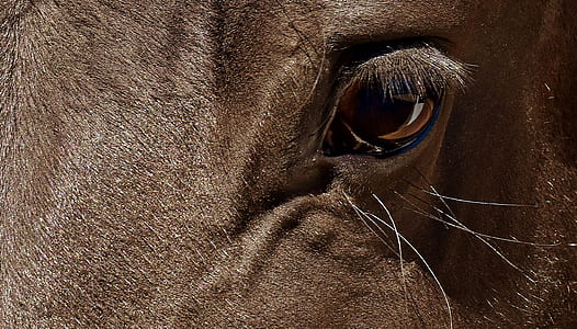 close up photo of animals eye thumbnail
